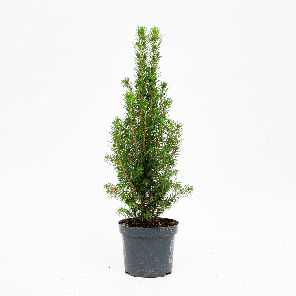 3x Mini Christmas Tree - Picea Glauca Perfecta, plant in pot