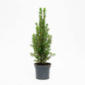 3x Mini Christmas Tree - Picea Glauca Perfecta, plant in pot