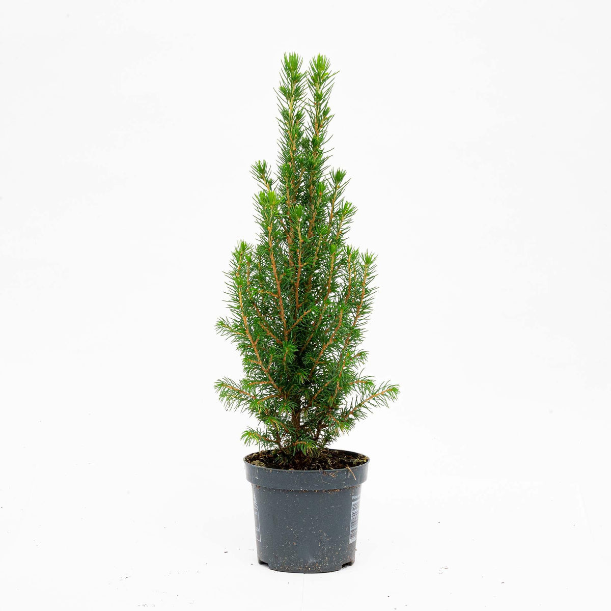 3x Mini Christmas Tree - Picea Glauca Perfecta, plant in pot