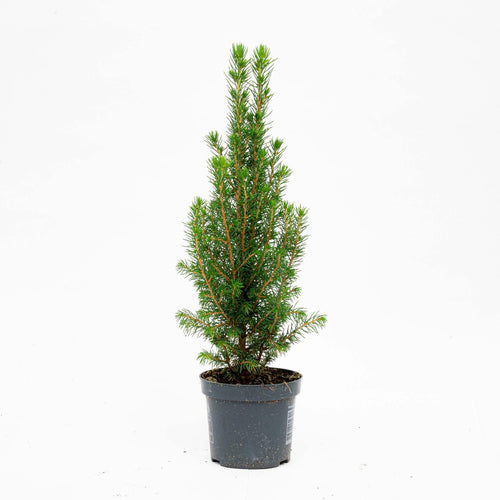 3x Mini Christmas Tree - Picea Glauca Perfecta, plant in pot