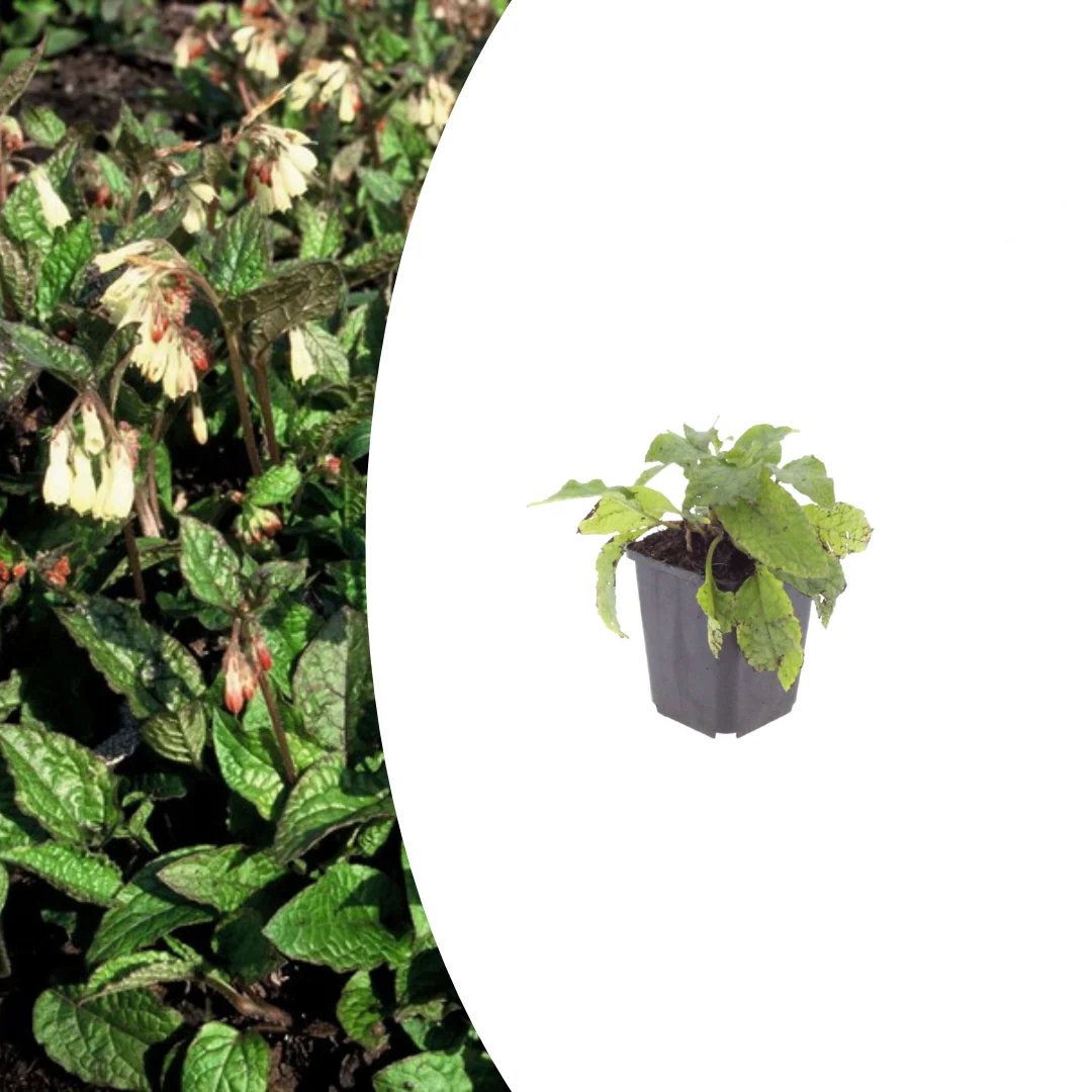 Symphytum grandiflorum, kenmerkend blad
