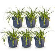 Carex oshimensis Evergreen - Japanse Zegge - Groenblijvend - Groen - 6 Planten