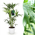 Howea Forsteriana, detail van het blad
