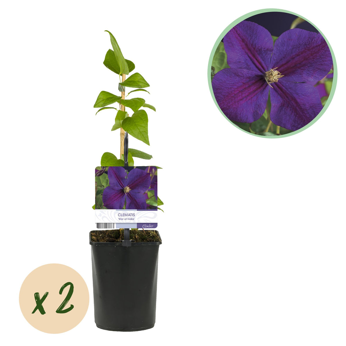 Productafbeelding van Pureplant