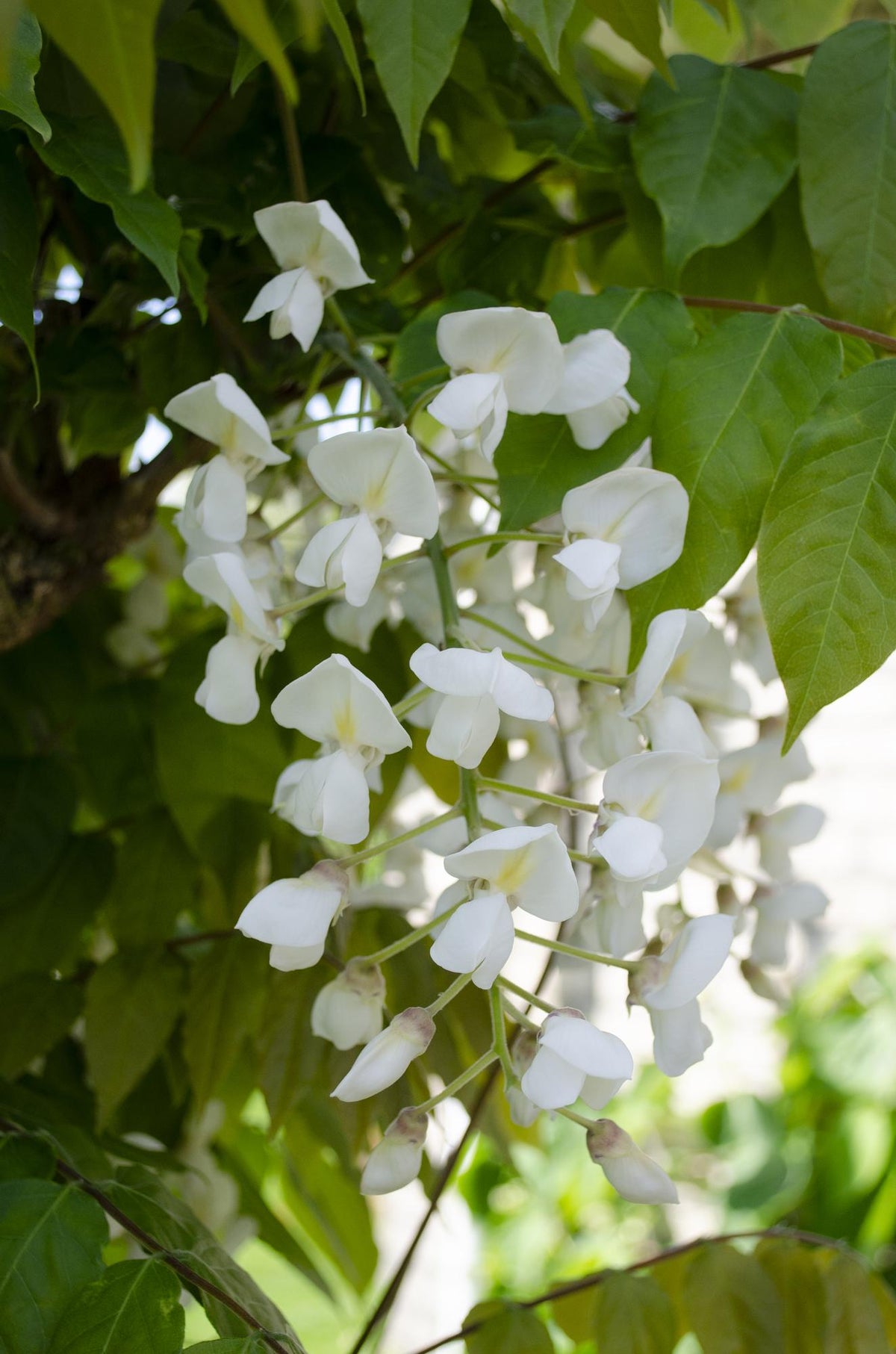 Detailfoto van Wisteria floribunda Alba - Witte regen