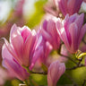 Magnolia Heaven Scent