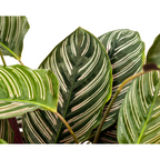 Calathea Ornata Sanderiana, kenmerkend blad