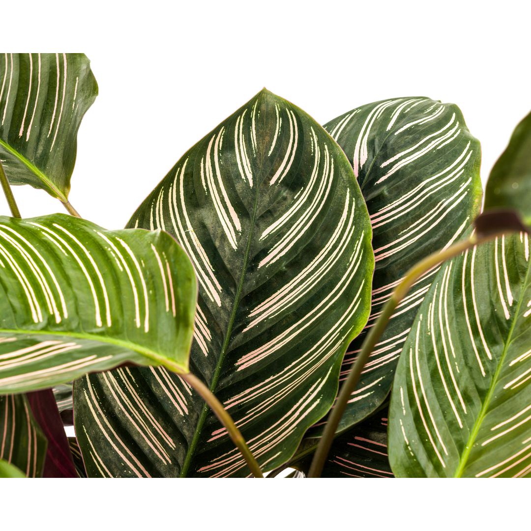 Calathea Ornata Sanderiana, kenmerkend blad