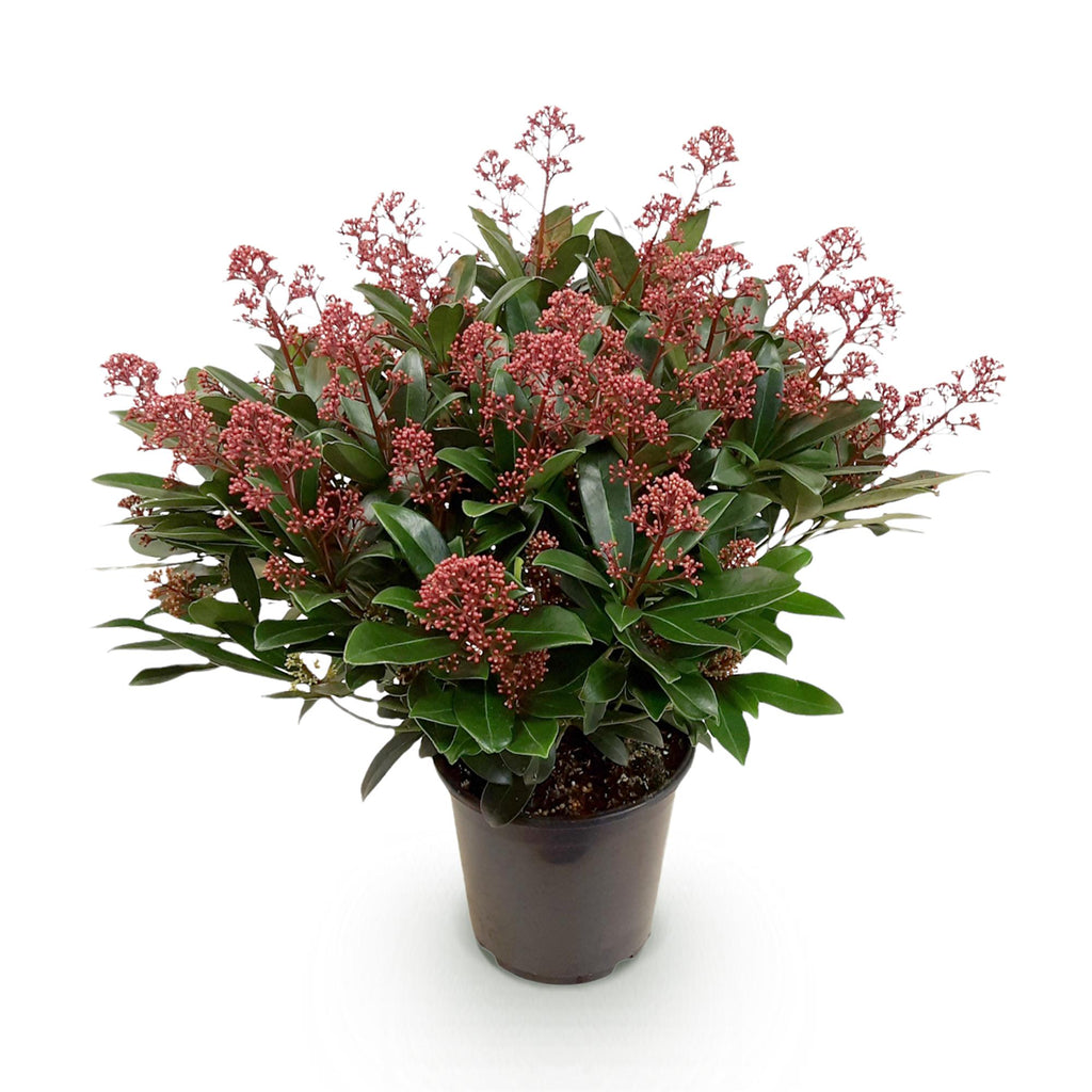 Skimmia japonica 'Rubella' terrasplant, rood, 40+ bloemen, compacte plant