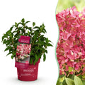 Hydrangea panniculata Groundbreaker Ruby, plant in pot