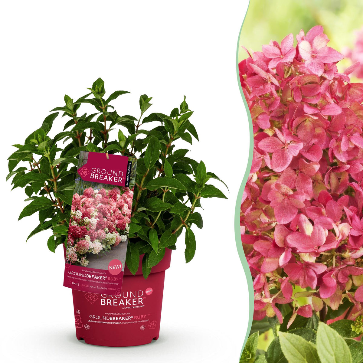 Hydrangea panniculata Groundbreaker Ruby, plant in pot