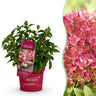 Hydrangea panniculata Groundbreaker Ruby