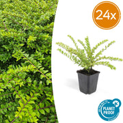 Lonicera nit. &