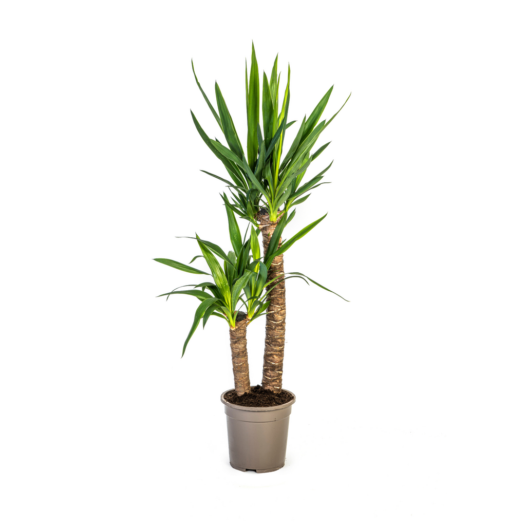 Yucca Elephantipes, plant in pot