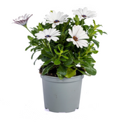 8x Osteospermum Ecklonis Mix