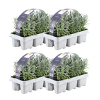 Productafbeelding van Pureplant