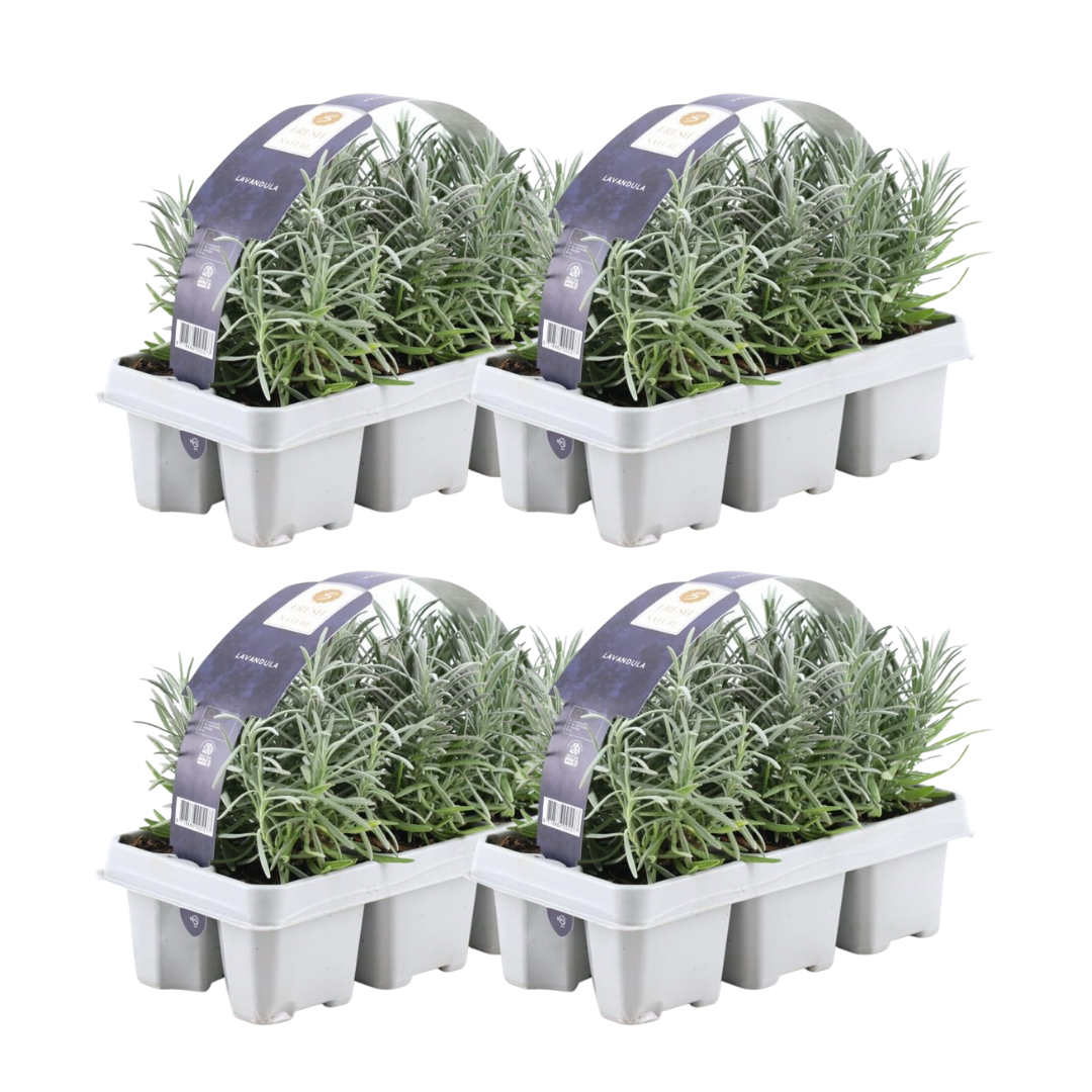 Productafbeelding van Pureplant