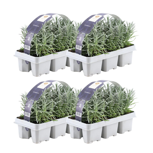 Productafbeelding van Pureplant