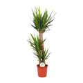 Yucca Elephantipes, plant in pot