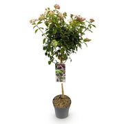 Viburnum tinus Eve Price