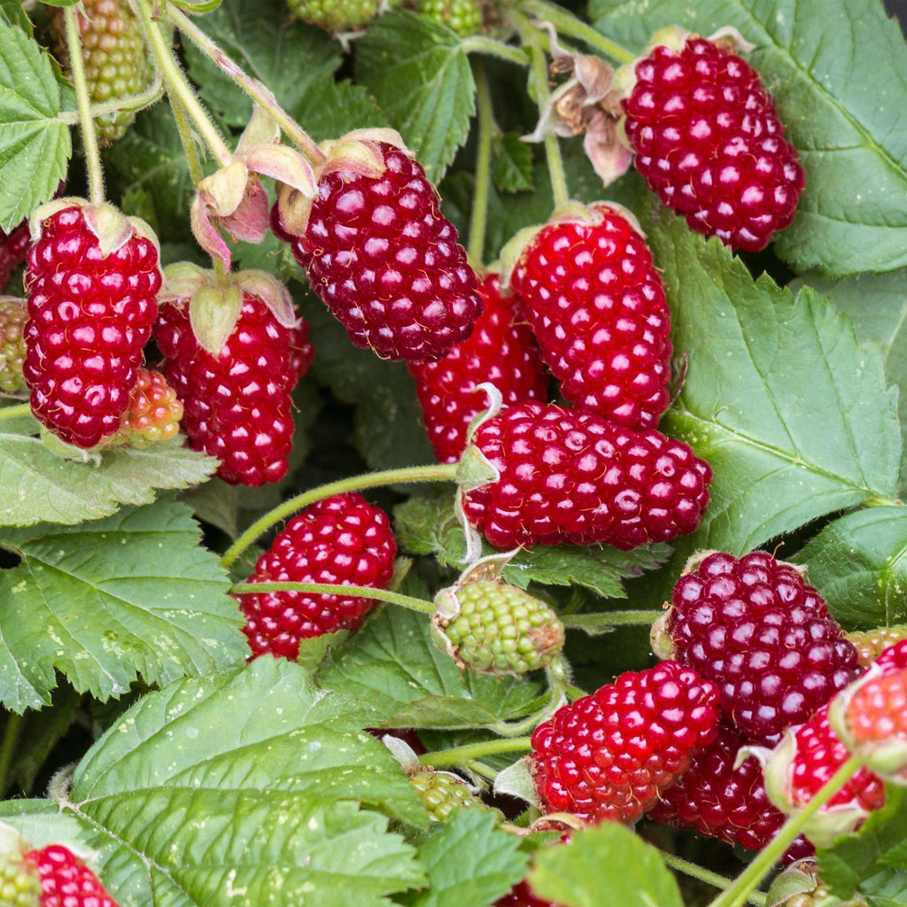 2x Braamboos Loganberry (doornloos), groeiwijze van de plant