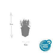 Lavandula ang. &