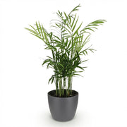 Chamaedorea elegans met grijze pot