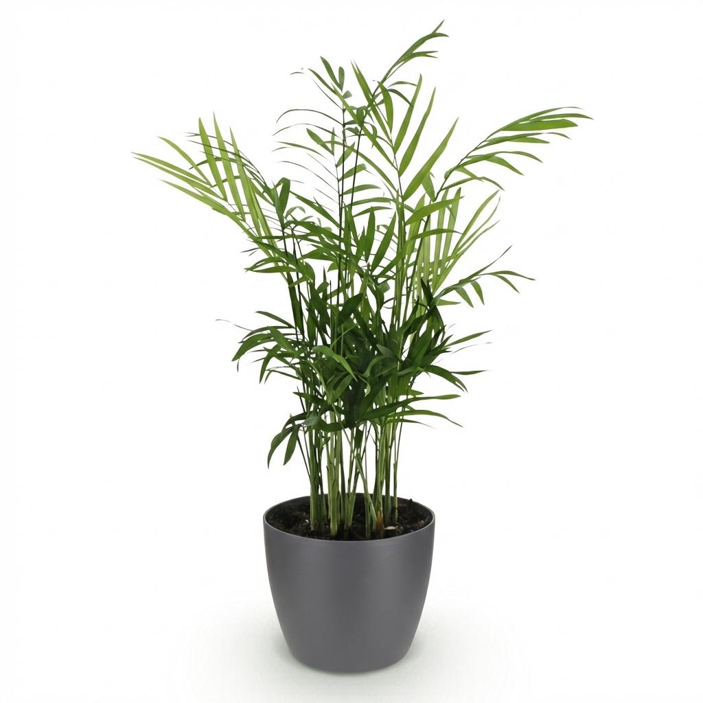 Chamaedorea elegans met grijze pot, groene bladeren