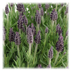 Productafbeelding van Pureplant