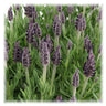 Lavandula stoechas Anouk®