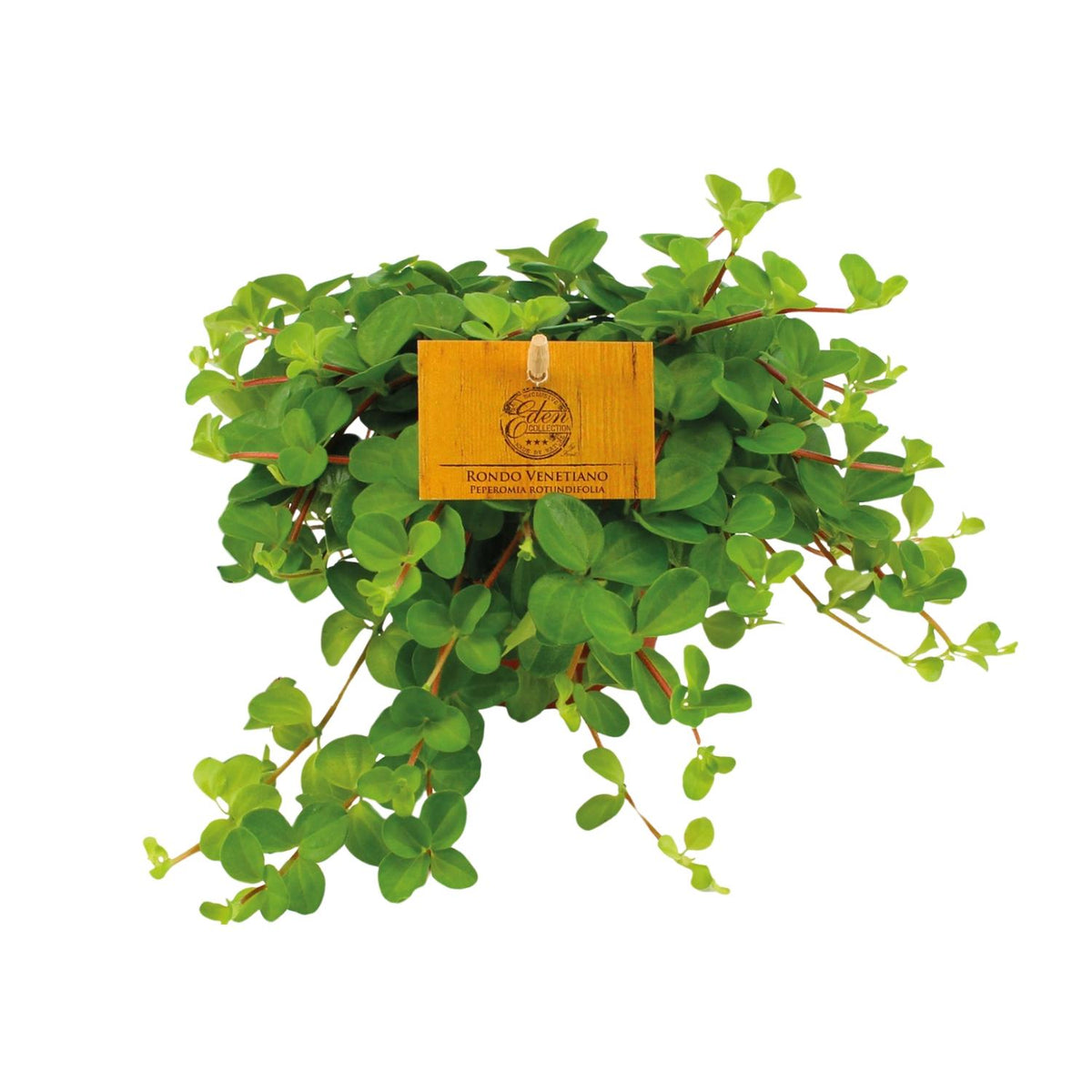 Productfoto van Peperomia Rotundifolia