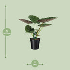Alocasia Wentii - Olifantsoor, detail van het blad