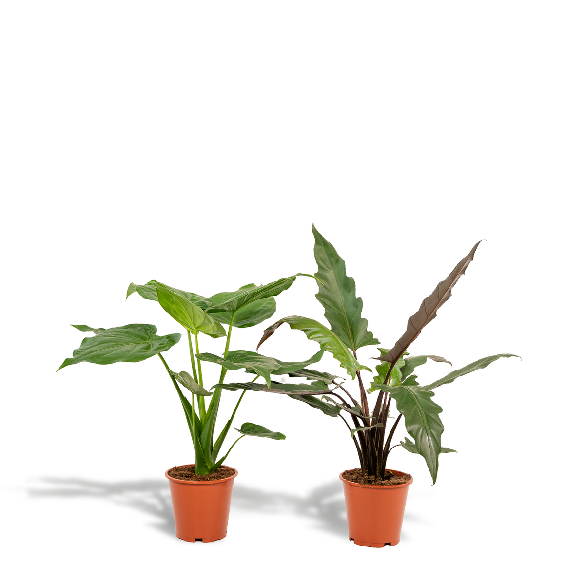 Productfoto van Alocasia Cucullata + Alocasia Lauterbachiana