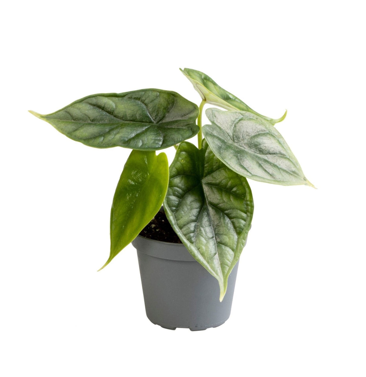 Alocasia 'Dragon Scale', drakenschub-olifantsoor, babyplant, plant in pot