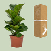 Ficus lyrata, vioolbladplant met groot blad, 30 cm hoog