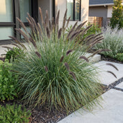 Pennisetum alop. Black Beauty - Lampenpoetsergras - Met Pluim - 12 Planten