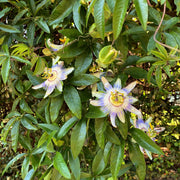 Passiflora caerulea