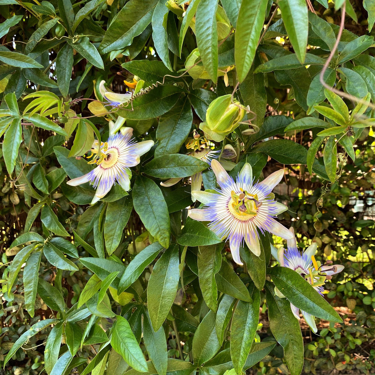Passiflora caerulea, groene bladeren