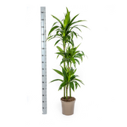 Dracaena Deremensis Lisa