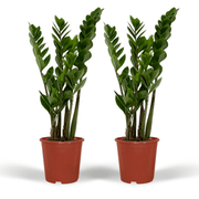 2x Zamioculcas Zamiifolia - Emerald palm