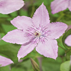 Clematis Hagley Hybrid, kenmerkend blad