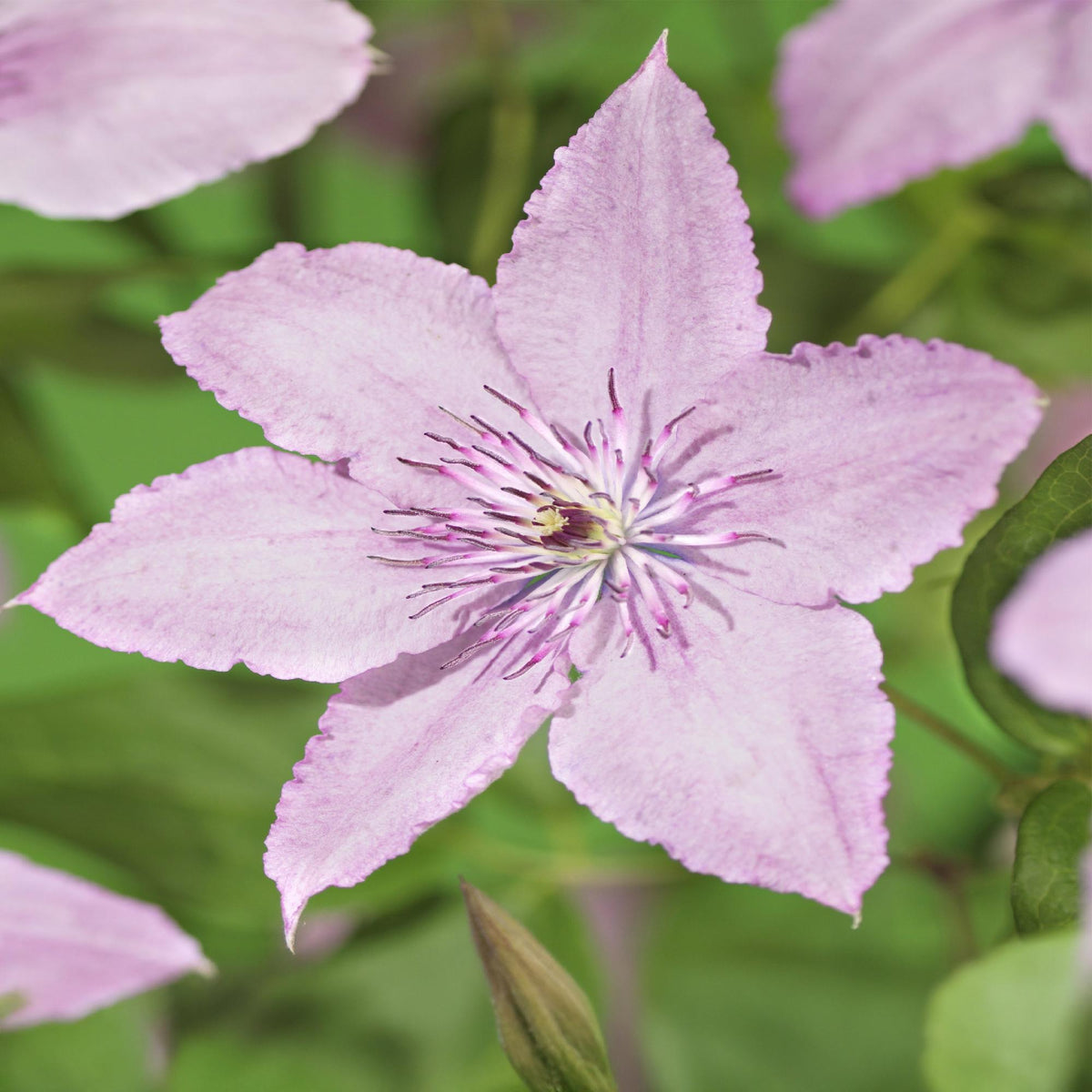Clematis Hagley Hybrid, kenmerkend blad