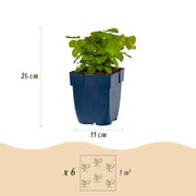 Epimedium perralch. Frohnleiten - Elfenbloem - Schaduw - Geel - 6 Planten
