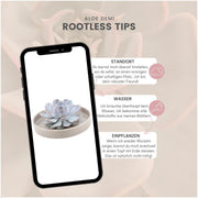 ROOTLESS Succulent Echeveria Lilacina in schaal &