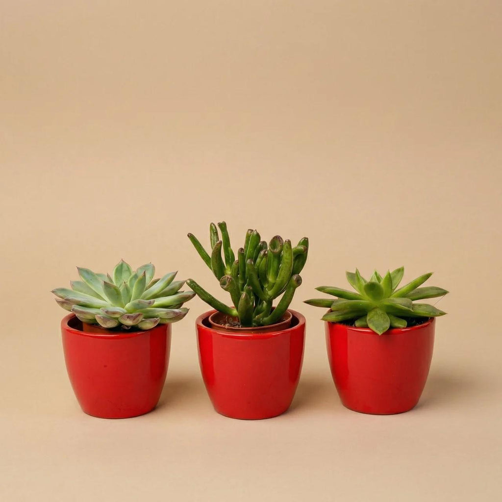 Succulentenset, 3 vetplanten in rode mini-potjes, detail van het blad