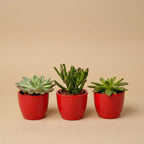 Succulentenset, 3 vetplanten in rode mini-potjes, detail van het blad