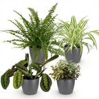 Chlorophytum, groene bladeren