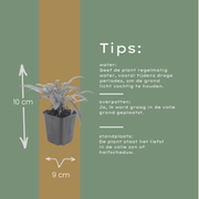 Campanula pers. &