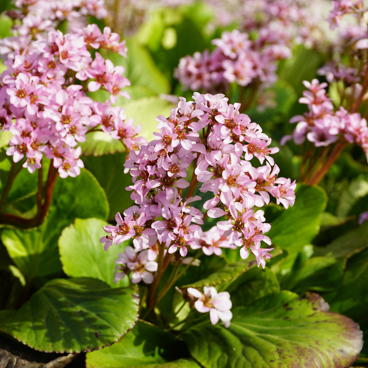 Bergenia cordifolia