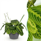 Maranta Fascinator Lemon Lime met grijze pot, detail van het blad